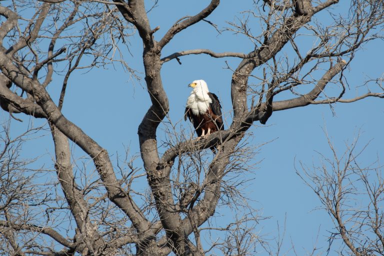 Botswana safari: African fish eagle perched in bare tree