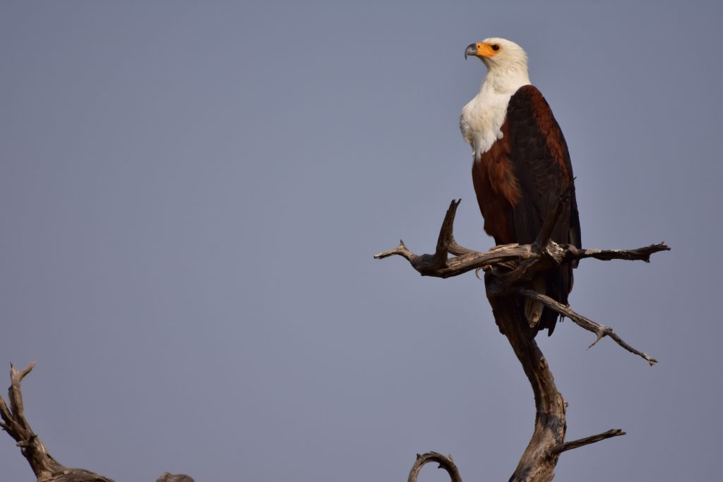 Botswana safari: African fish eagle perched on dead branch