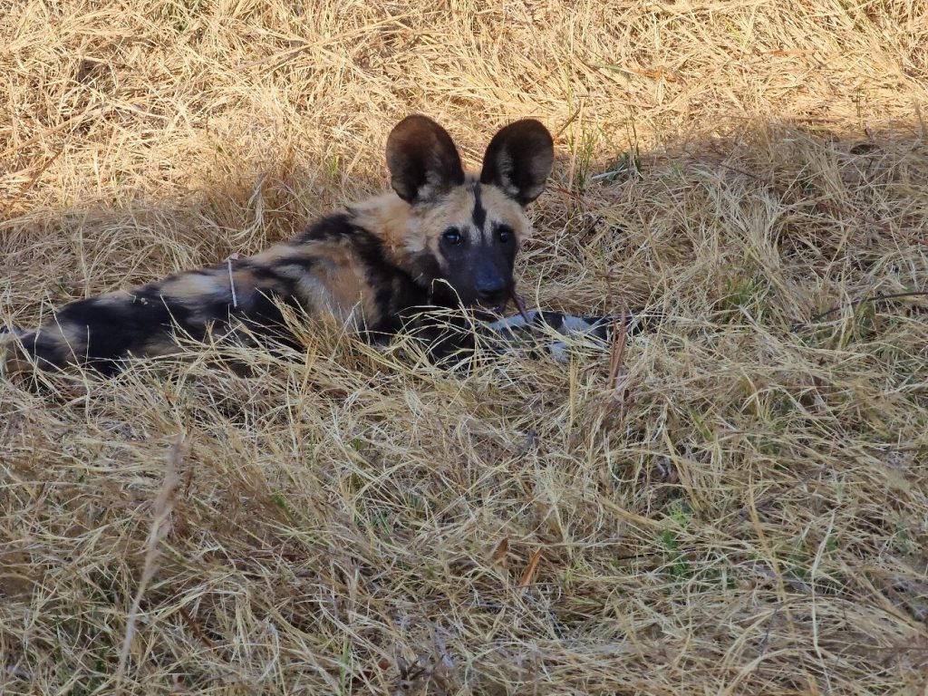 Botswana safari: African wild dog lying in dry grass