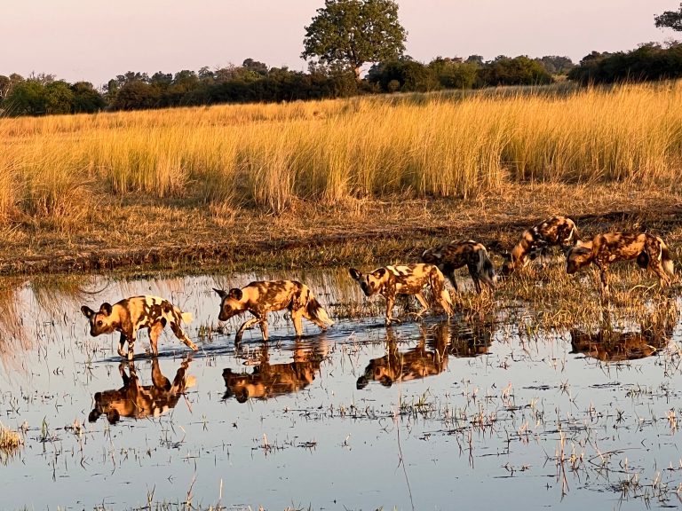 Botswana safari: African wild dog pack crossing flooded shallows