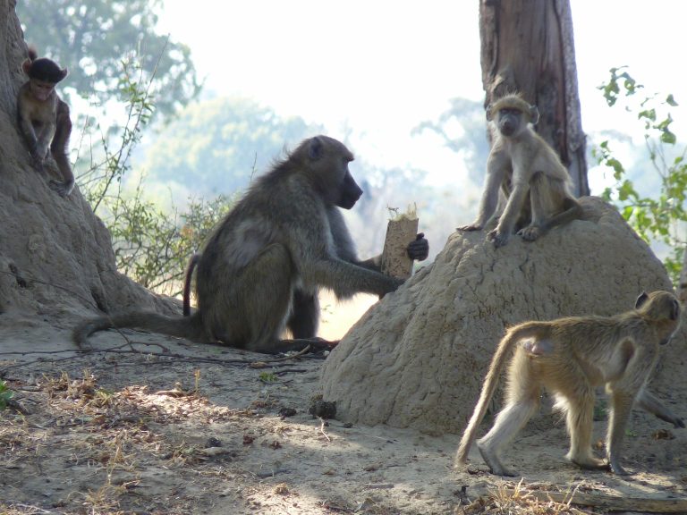 Botswana safari: baboon troop around termite mound