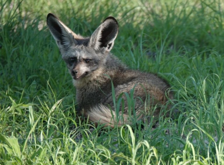 Botswana safari: bat eared fox lying in green grass
