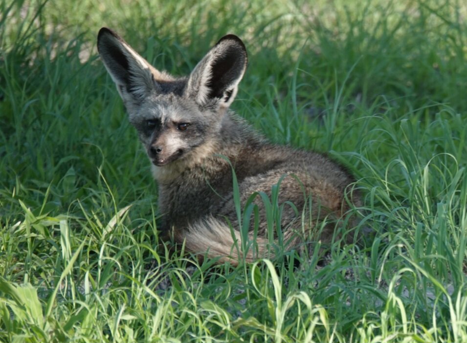Botswana safari: bat eared fox lying in green grass