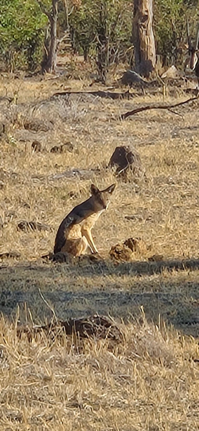 Botswana safari: black backed jackal sitting in dry grass