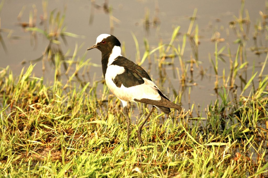 Botswana safari: blacksmith lapwing on flooded grassy edge
