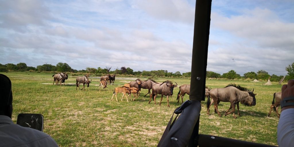Botswana safari: blue wildebeest herd seen from game vehicle