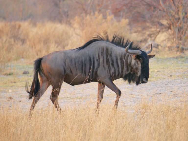 Botswana safari: blue wildebeest walking across dry grassland