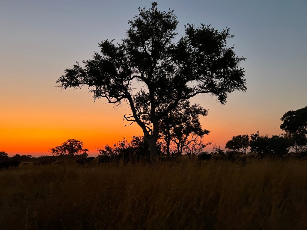 Botswana safari: buffalo herd silhouetted under tree at dusk