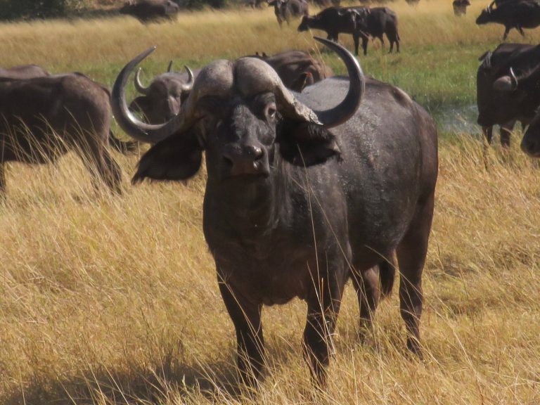 Botswana safari: Cape buffalo bull facing camera in herd