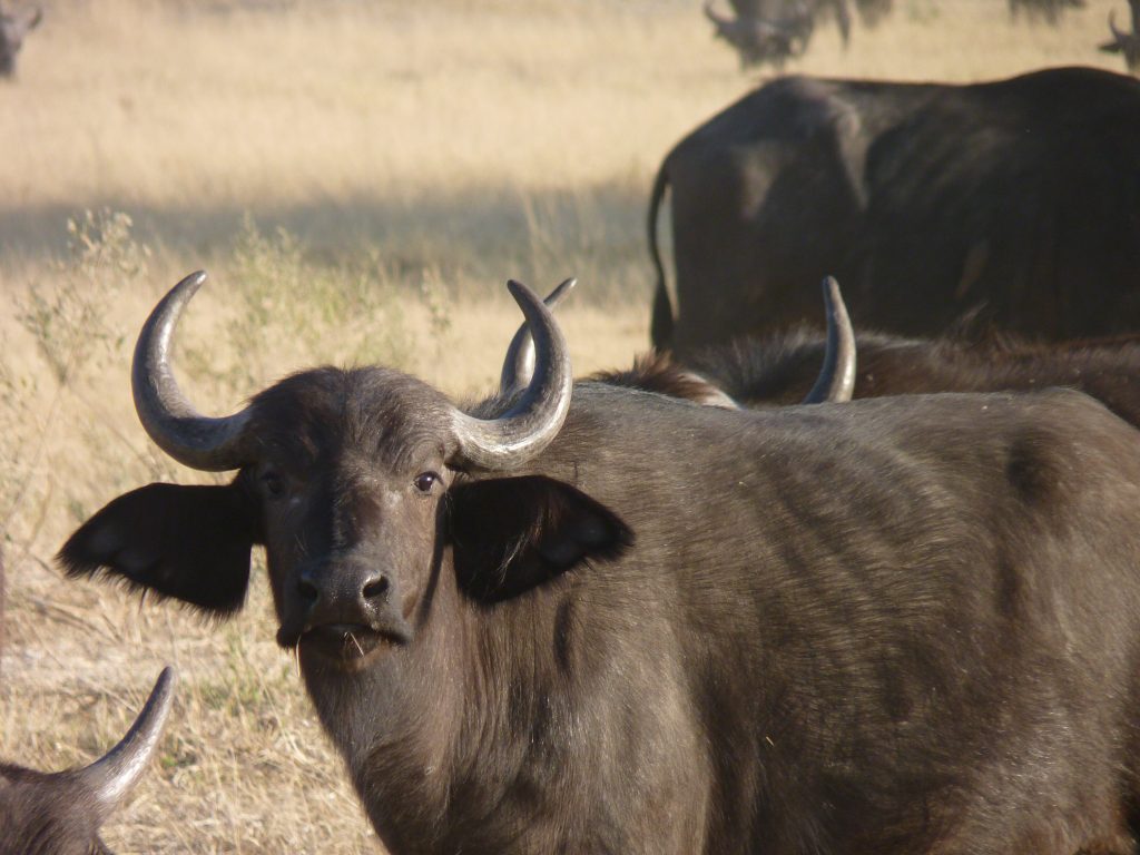 Botswana safari: Cape buffalo facing camera in herd