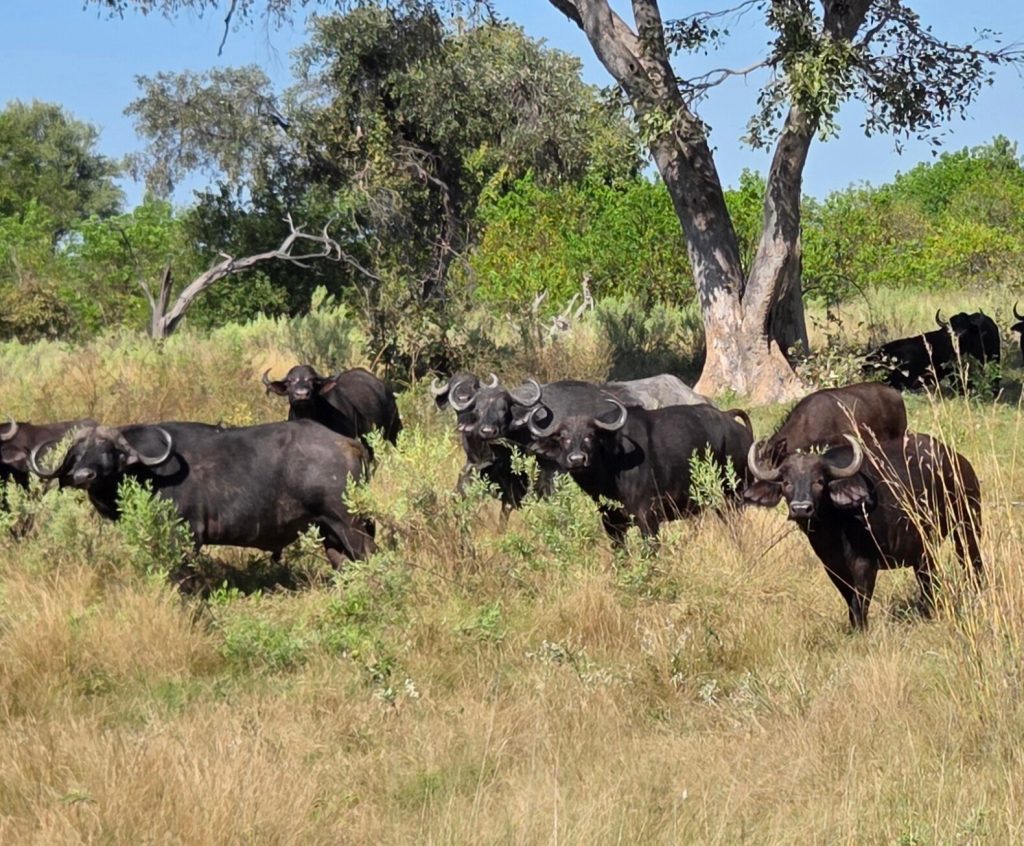 Botswana safari: Cape buffalo herd grazing beside large tree
