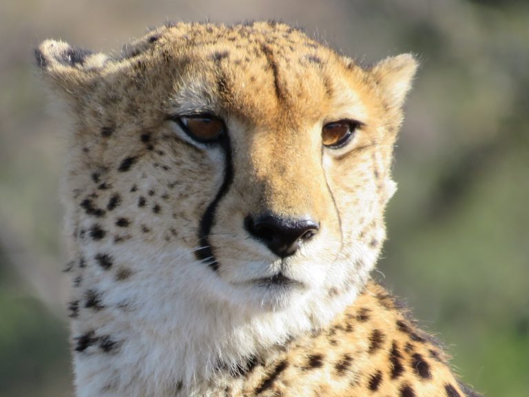 Botswana safari: cheetah head portrait in warm light