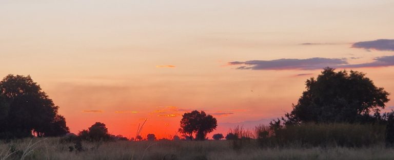 Botswana safari: crimson sunset strip behind grassland trees