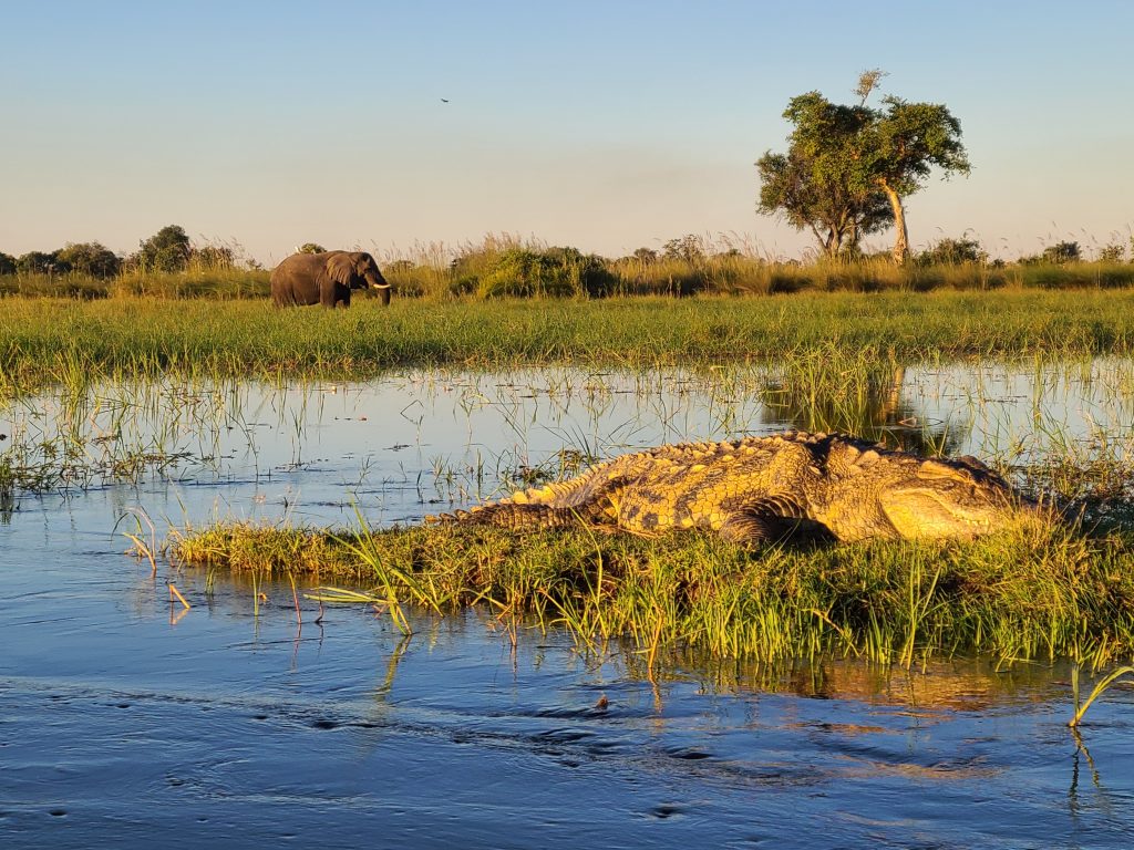 Botswana safari: crocodile on bank with elephant behind
