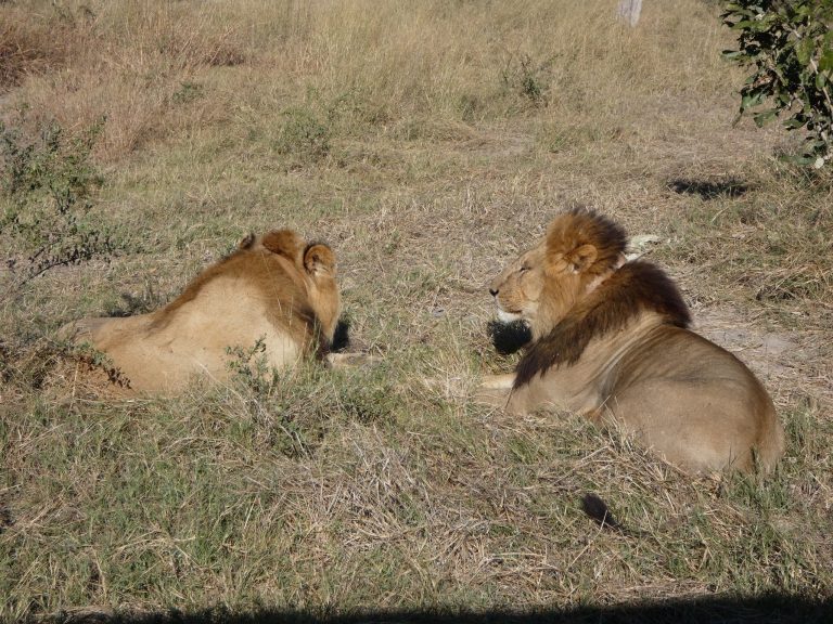 Botswana safari: dark maned male lion and lioness resting in dry grass
