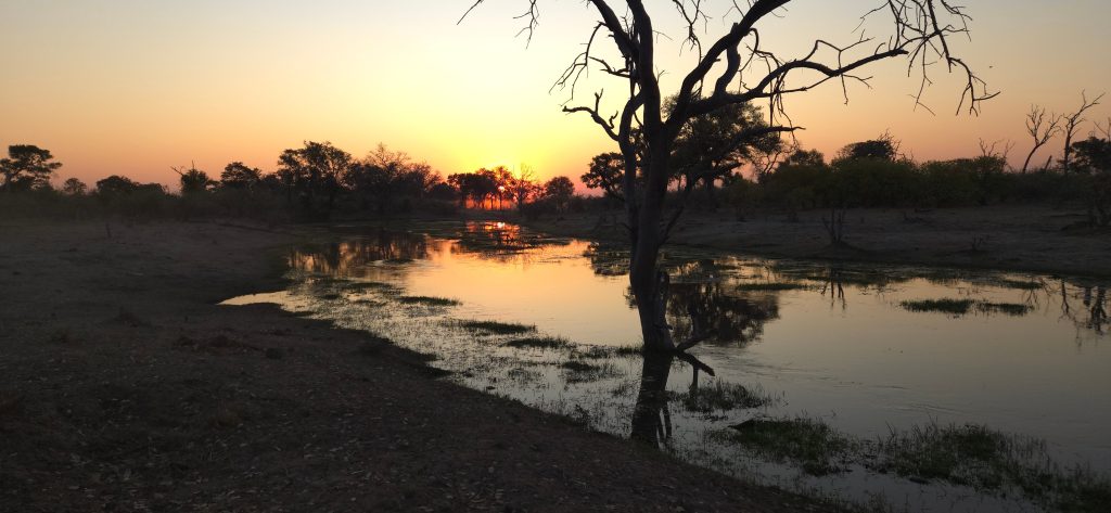 Botswana safari: dead tree silhouette at waterhole sunset
