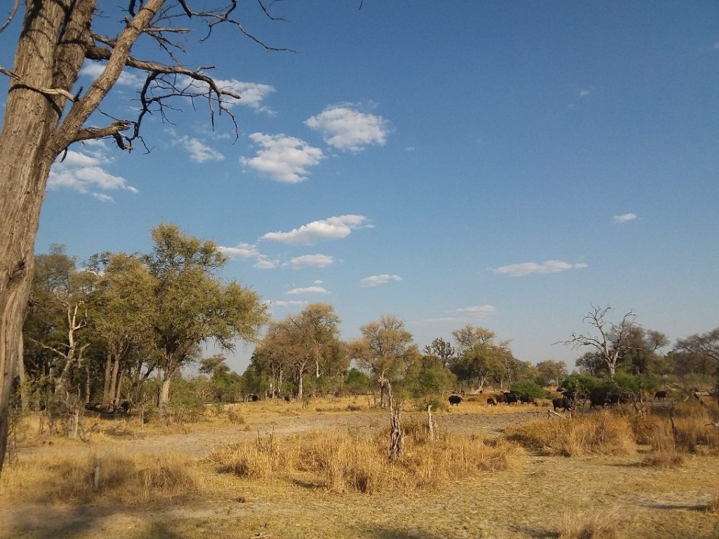 Botswana safari: distant buffalo herd in dry woodland clearing