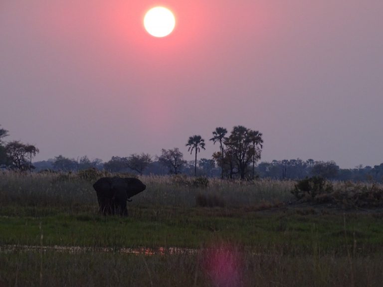 Botswana safari: elephant at dusk below pink sun