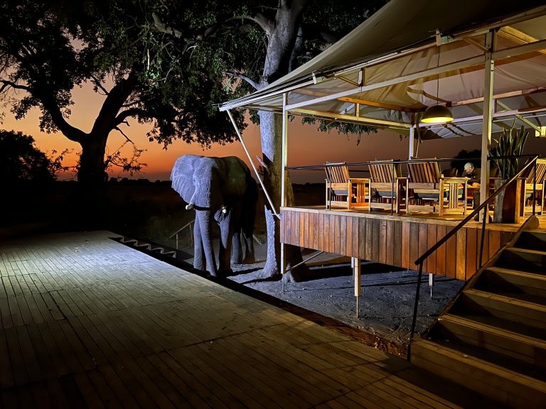 Botswana safari: elephant beside lit camp deck at night