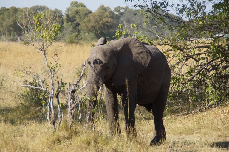 Botswana safari: elephant browsing beside fallen tree