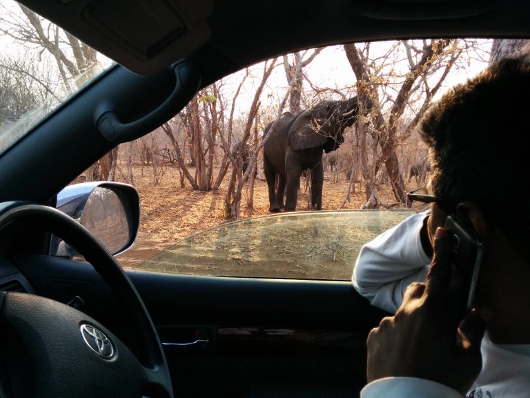 Botswana safari: elephant browsing seen from inside vehicle