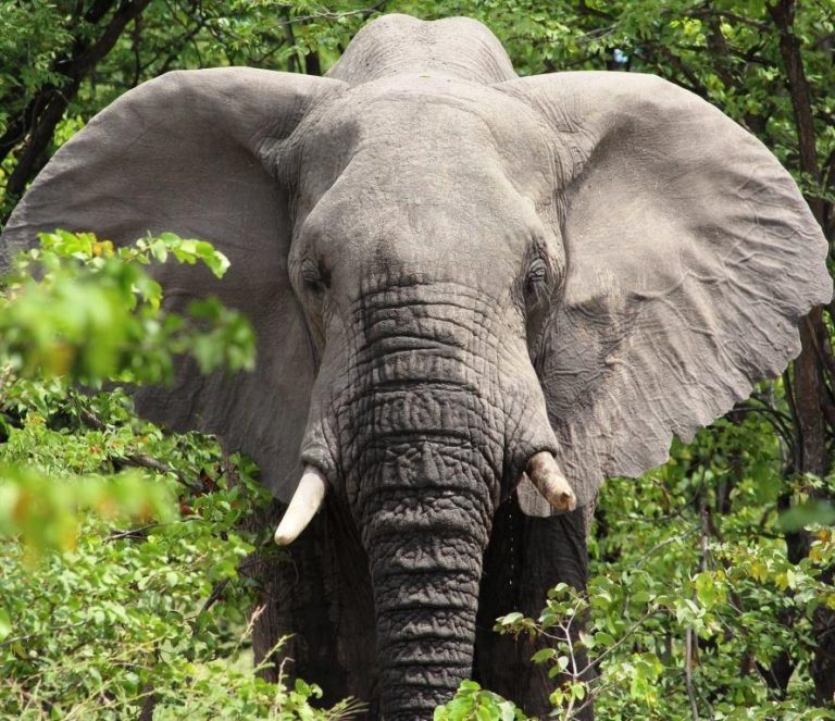 Botswana safari: elephant bull facing camera ears spread