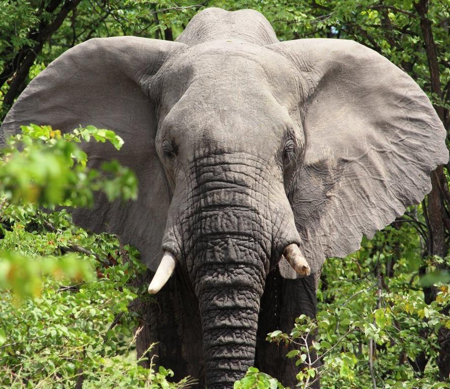 Botswana safari: elephant bull facing camera ears spread