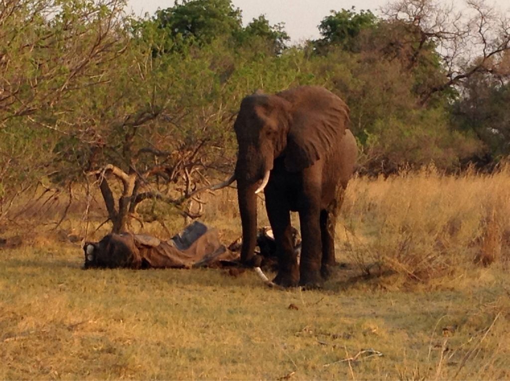 Botswana safari: elephant bull standing over carcass in bush