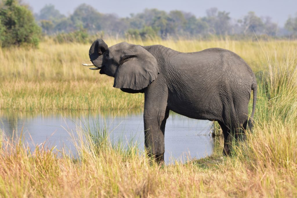 Botswana safari: elephant drinking at edge of floodplain channel