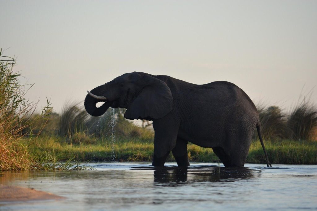 Botswana safari: elephant drinking in delta channel at dusk