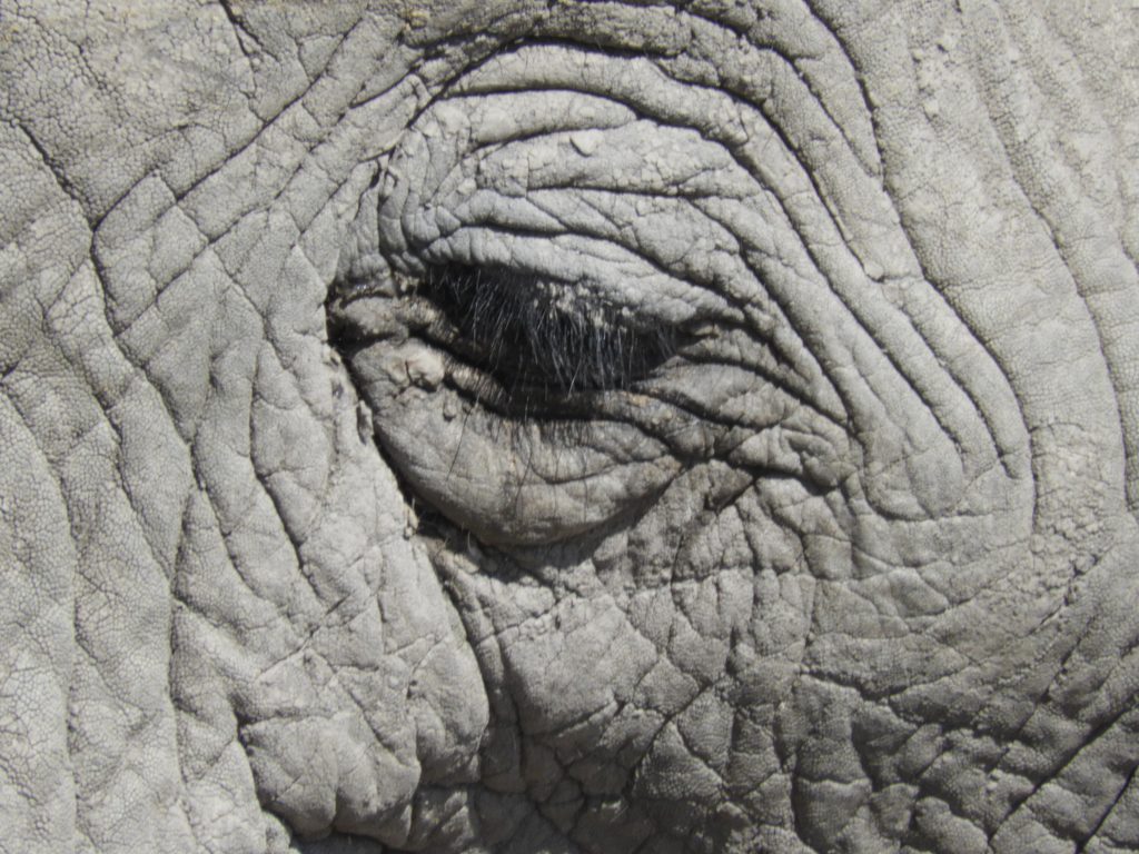 Botswana safari: elephant eye close up wrinkled skin