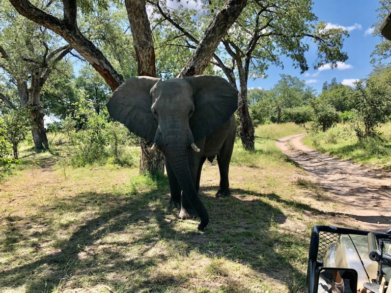 Botswana safari: elephant facing safari vehicle with ears spread