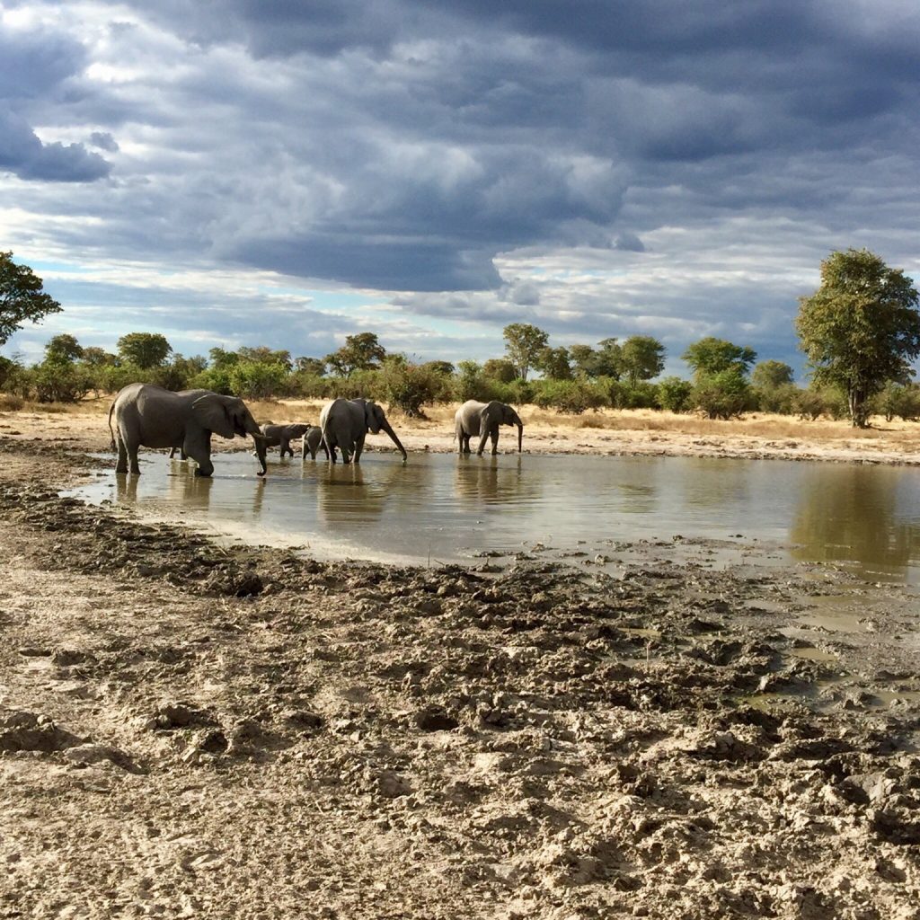 Botswana safari: elephant family drinking at stormy waterhole