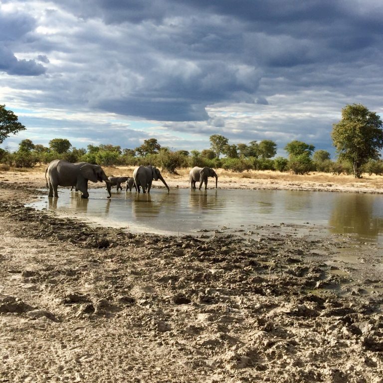 Botswana safari: elephant family drinking at stormy waterhole