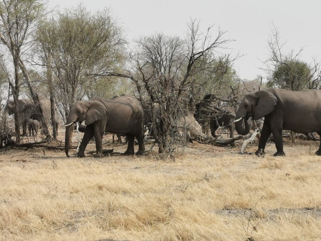 Botswana safari: elephant herd among bare trees in dry grassland