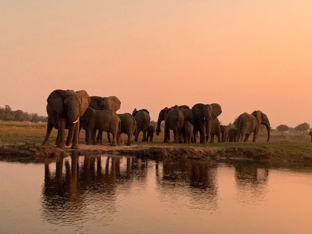 Botswana safari: elephant herd beside waterhole at dusk