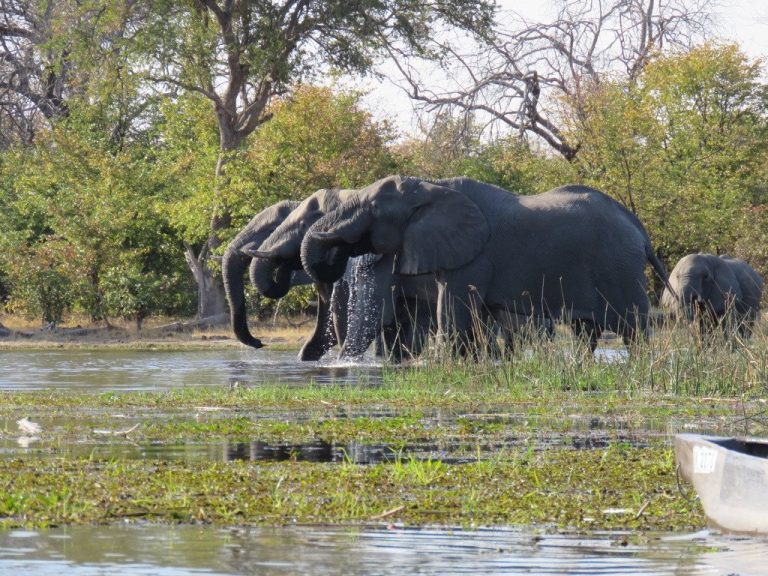 Botswana safari: elephant herd drinking seen from boat
