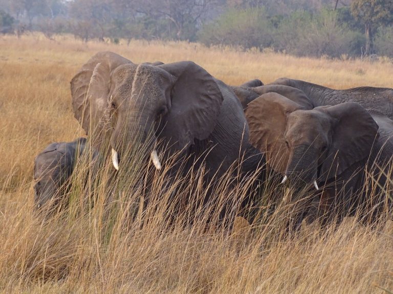 Botswana safari: elephant herd in tall golden grass