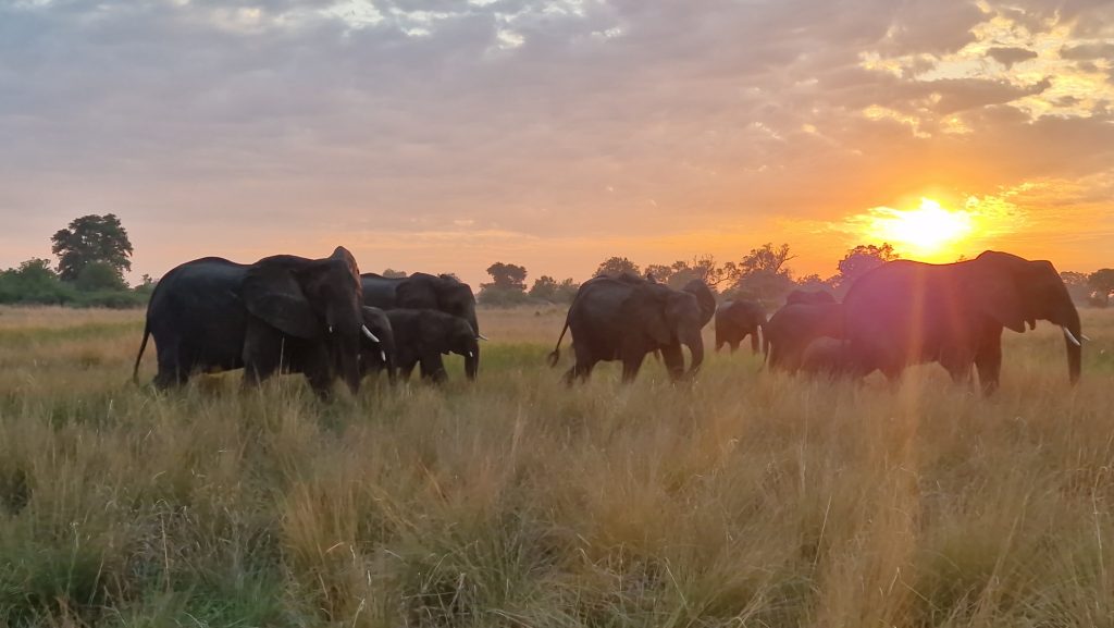 Botswana safari: elephant herd walking at sunset