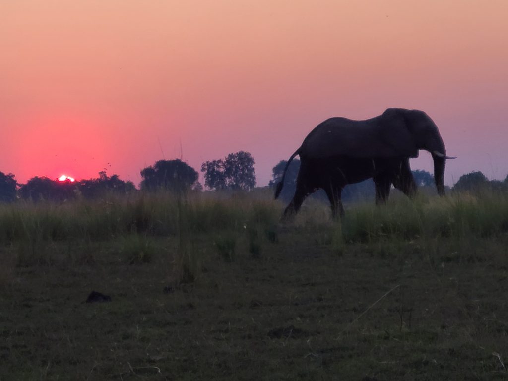 Botswana safari: elephant in profile at pink sunset