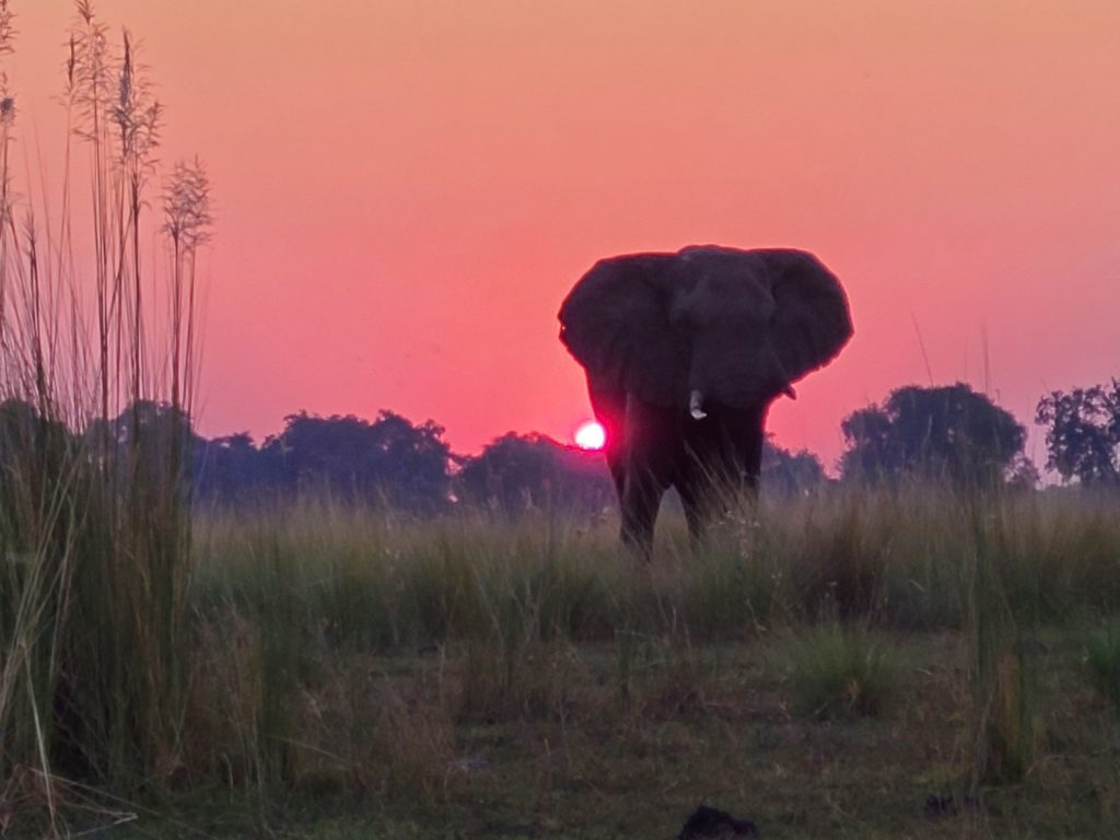 Botswana safari: elephant silhouette facing camera at sunset