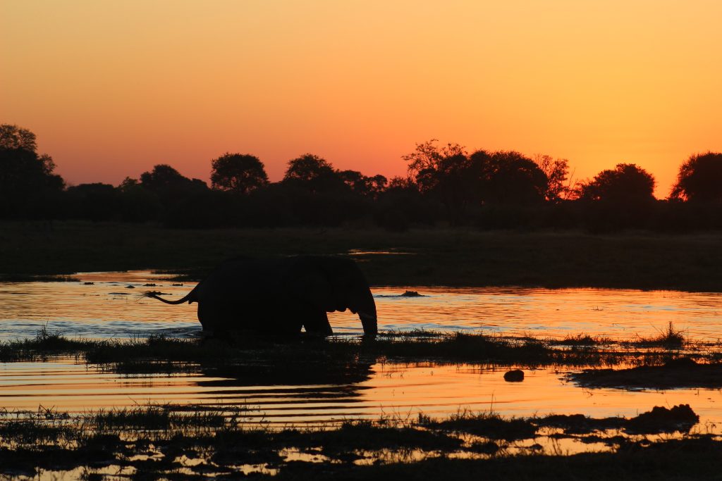 Botswana safari: elephant silhouette wading at orange sunset