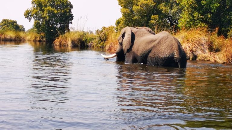 Botswana safari: elephant wading in river past reed bank