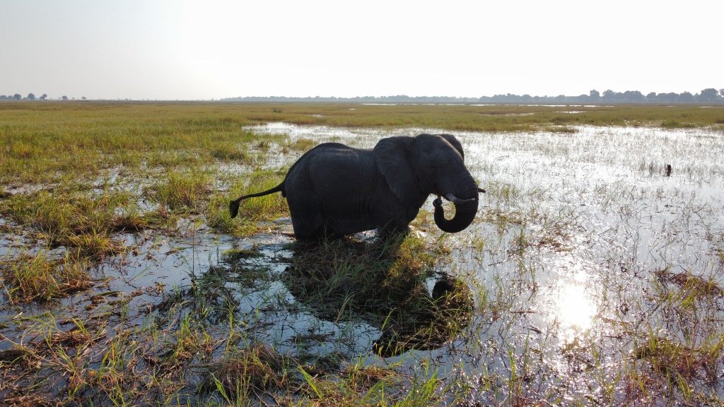 Botswana safari: elephant wading through flooded grassland