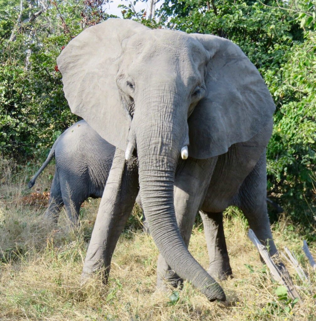 Botswana safari: elephant walking towards camera in green bush