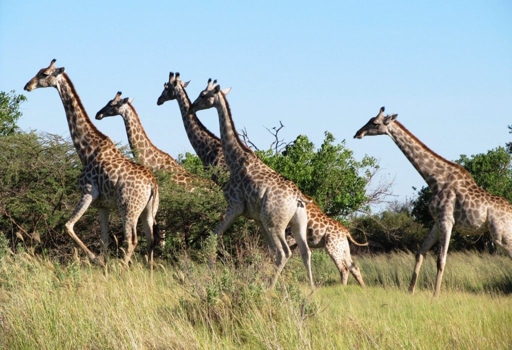 Botswana safari: five giraffes walking through green bushveld