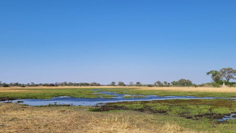 Botswana safari: flooded floodplain under clear blue sky