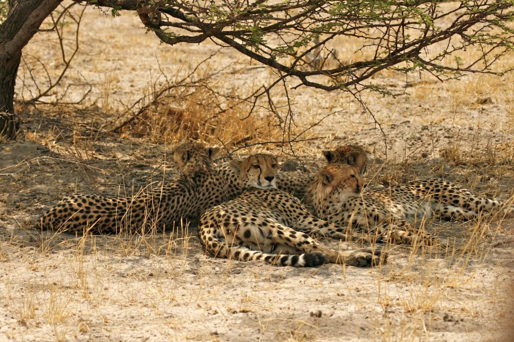Botswana safari: four cheetahs resting under thorn tree