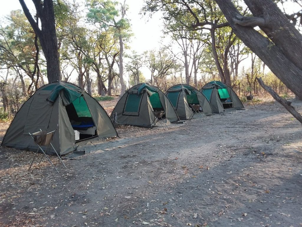 Botswana safari: four green dome tents at woodland campsite