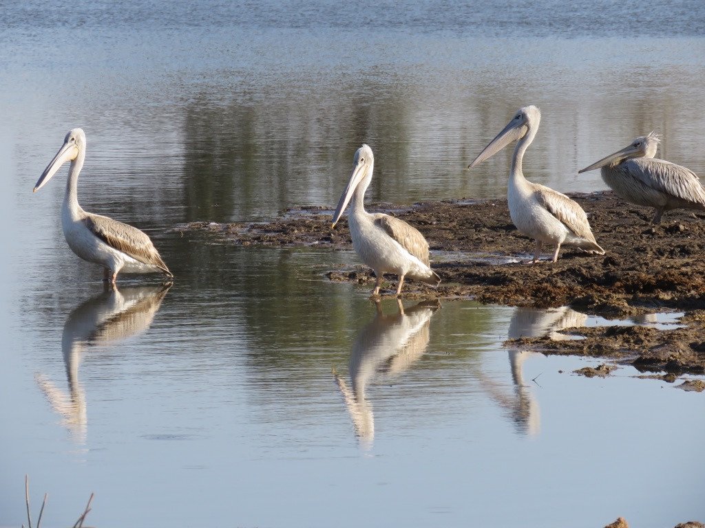 Botswana safari: four pelicans wading on still lagoon shore